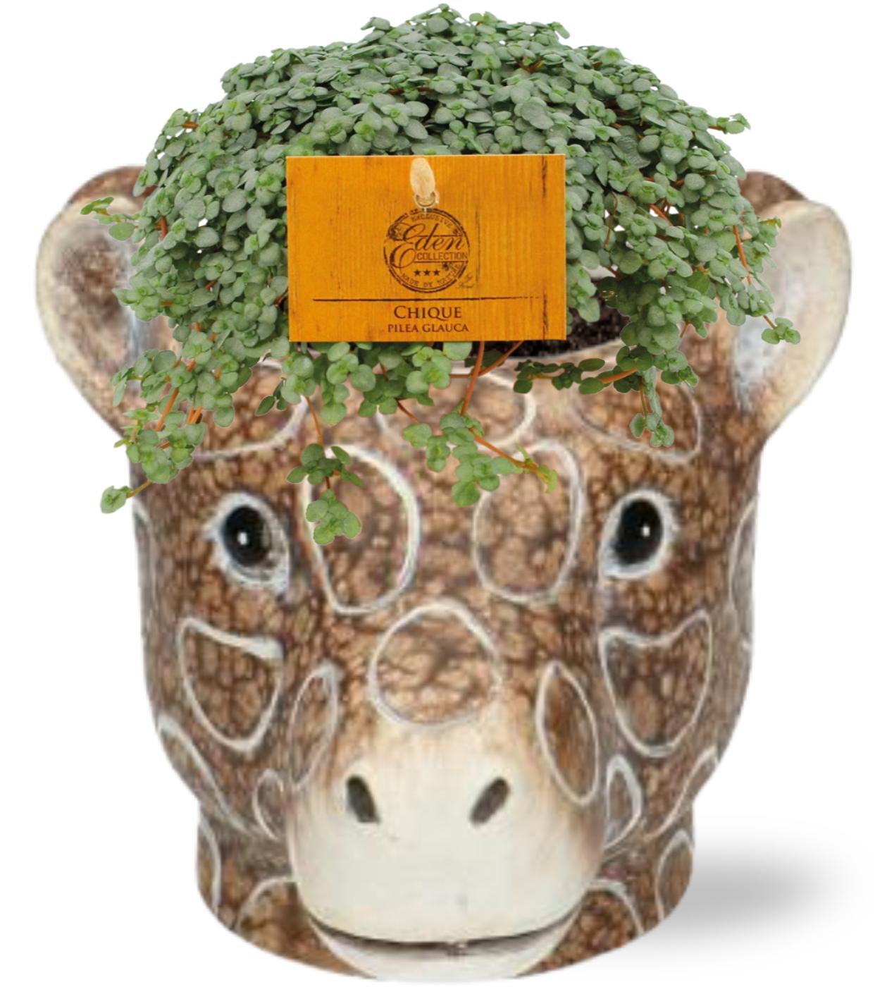 Dierenpot met Plant