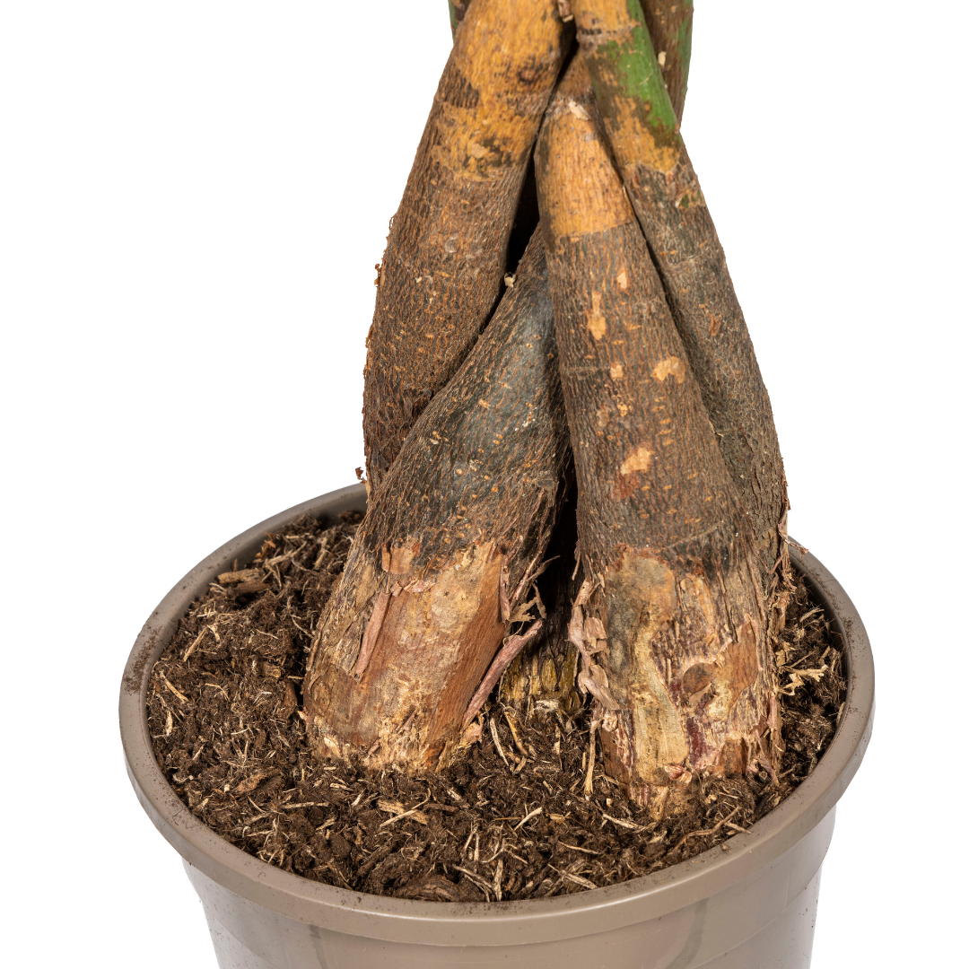 Pachira Aquatica met mand Ø24cm - ↕120 - 140cm