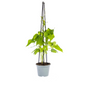4x Ipomoea Tricolor Heavenly Blue Ø13 cm - ↕60 cm