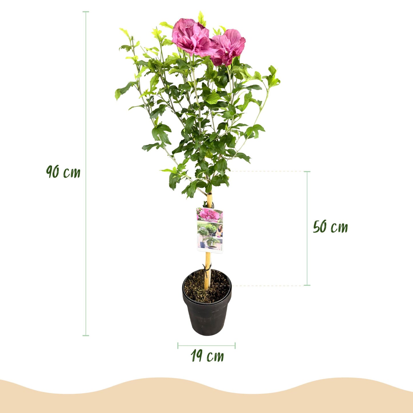 Green boutiQ - Plant op Stam - Hibiscus syriacus Magenta Chiffon® - Terras Plant - Bladverliezend - Winterhard - Roze Bloem - Pot 19cm Hoogte 90cm
