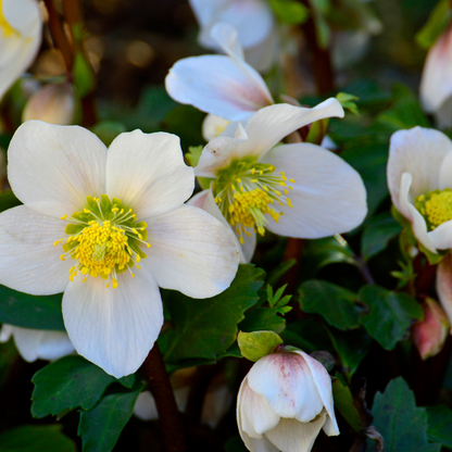 6x Helleborus niger 'Christmas Carol' | Ø 12 cm  | ↕ 20 cm