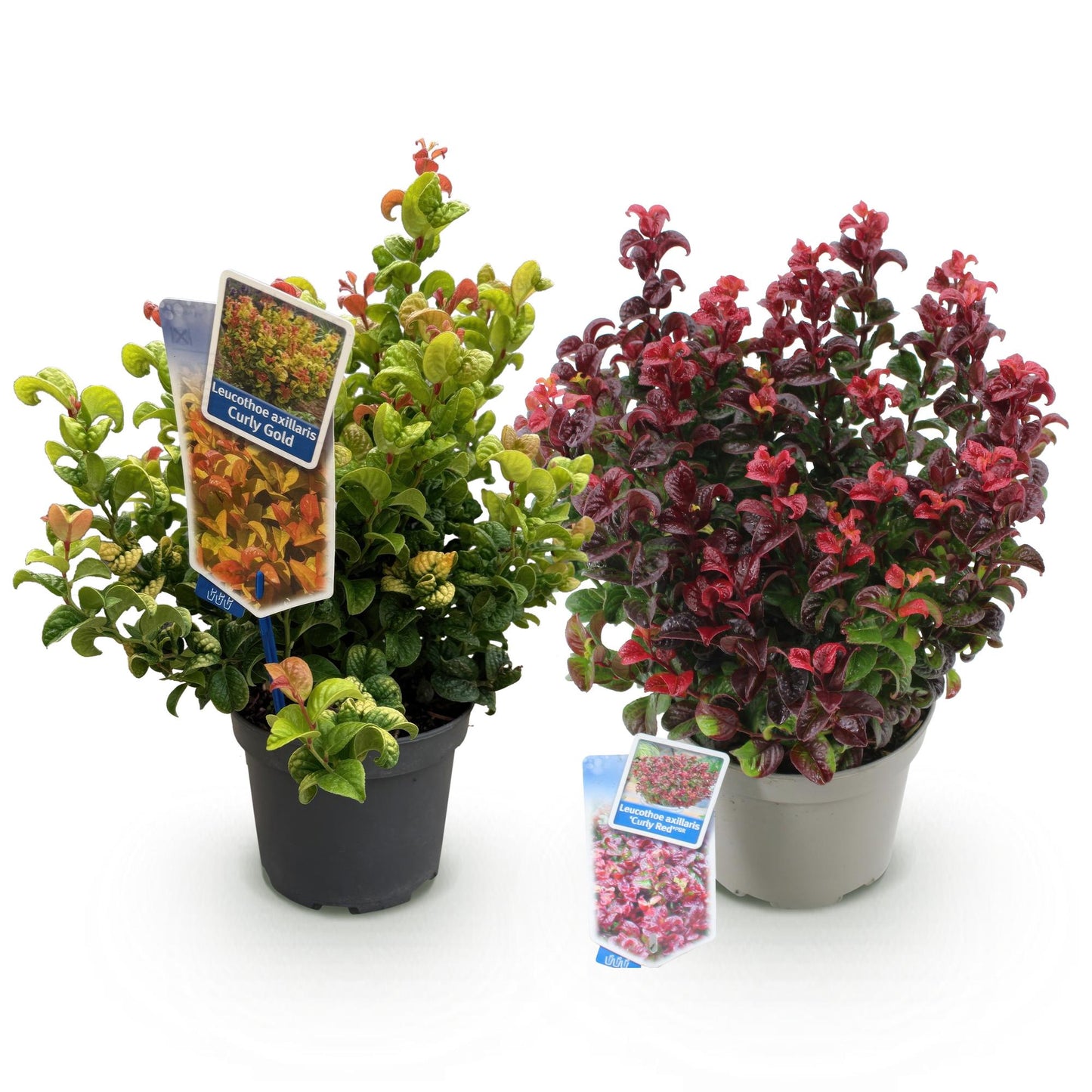 Green boutiQ - Tuinplant - Leucothoe Curly Duo - Geel & Rood - 2 Planten - Groenblijvend - Weinig Onderhoud - Pot 17cm Hoogte 40cm