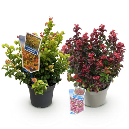 Green boutiQ - Tuinplant - Leucothoe Curly Duo - Geel & Rood - 2 Planten - Groenblijvend - Weinig Onderhoud - Pot 17cm Hoogte 40cm