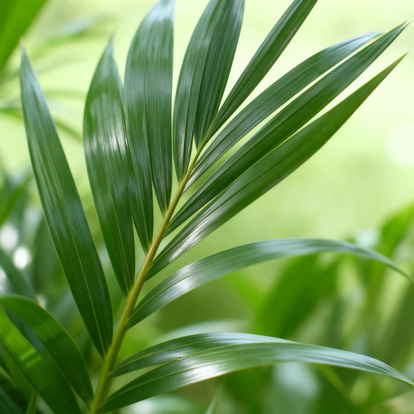 Green boutiQ - Kamerplant - Howea Forsteriana - Kentia Palm - Weinig Onderhoud - Groen - 1 plant - Pot 24cm - Hoogte 140-150cm