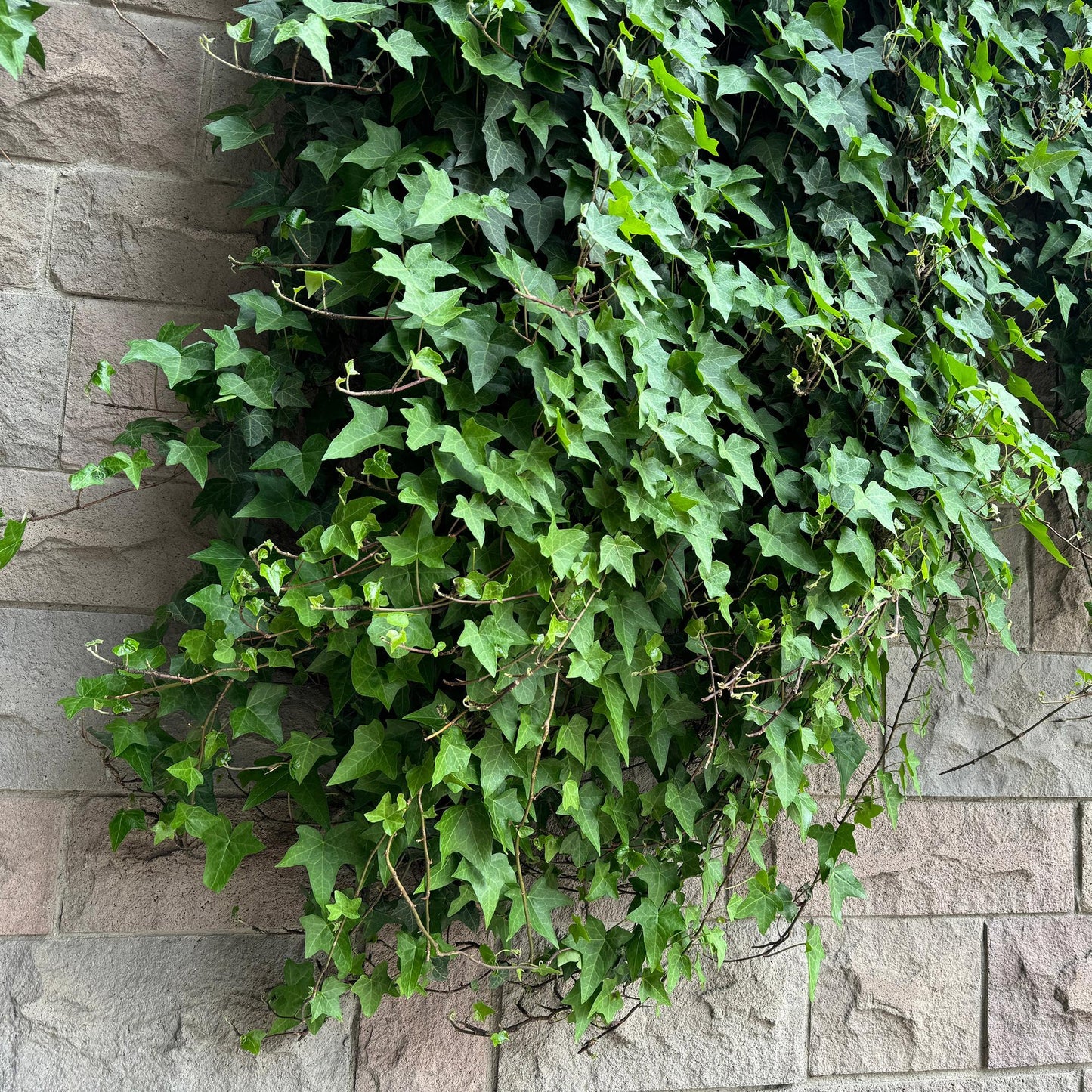 Green boutiQ - Klimplanten Rainbow - Clematis montana Rubens  Hedera helix lonicera Goldflame Campsis madame Galen   - Jaarrond kleur - 4 planten - Pot 11cm Hoogte 40cm