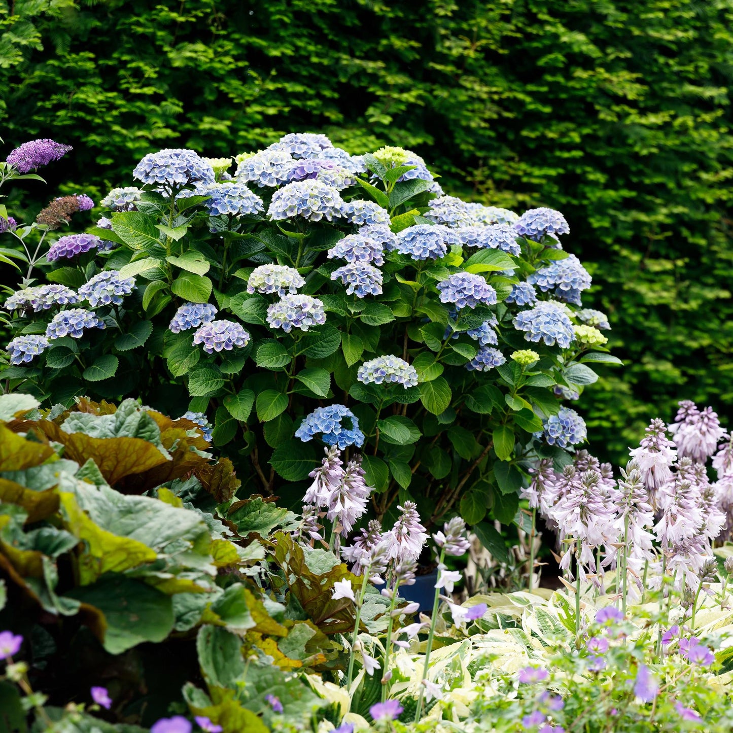 Green boutiQ - Terrasplant - Hortensia - Hydrangea Magical Revolution Blue - Blauw - 6-10 Bloemen - Pot 23cm Hoogte 55cm