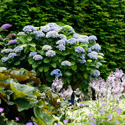 Green boutiQ - Terrasplant - Hortensia - Hydrangea Magical Revolution Blue - Blauw - 6-10 Bloemen - Pot 23cm Hoogte 55cm
