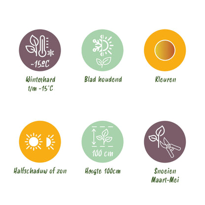 Green boutiQ - Tuinplant - Leucothoe Curly Gold - Geel - 2 Planten - Groenblijvend - Weinig Onderhoud - Pot 17cm Hoogte 40cm