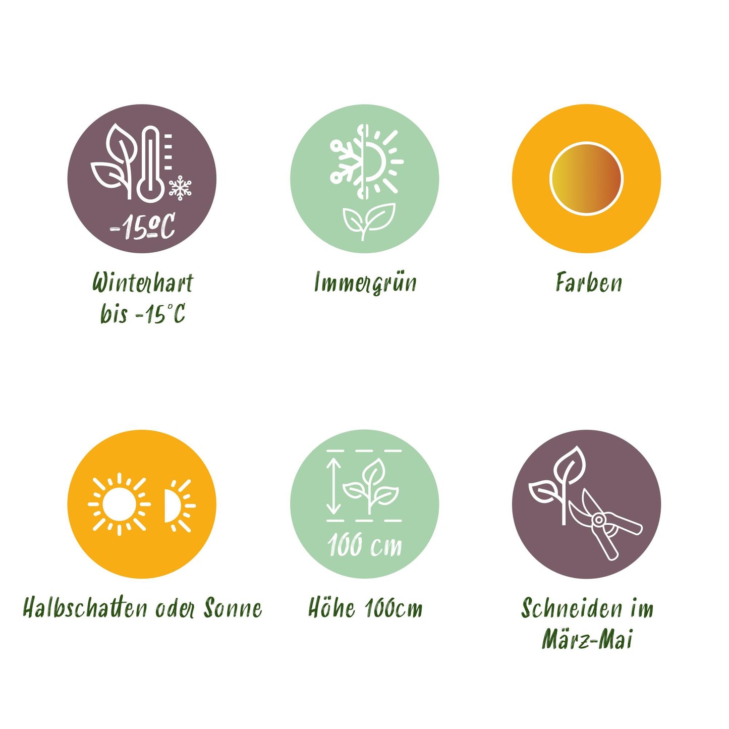 Green boutiQ - Tuinplant - Leucothoe Curly Gold - Geel - 2 Planten - Groenblijvend - Weinig Onderhoud - Pot 17cm Hoogte 40cm