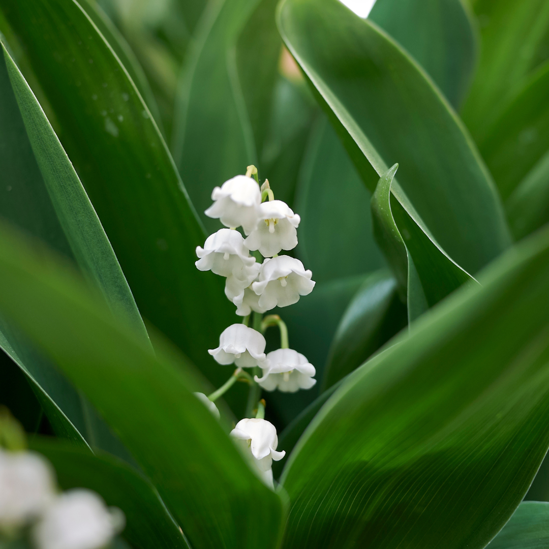 12x Convallaria majalis - ↕10-25cm - Ø9cm