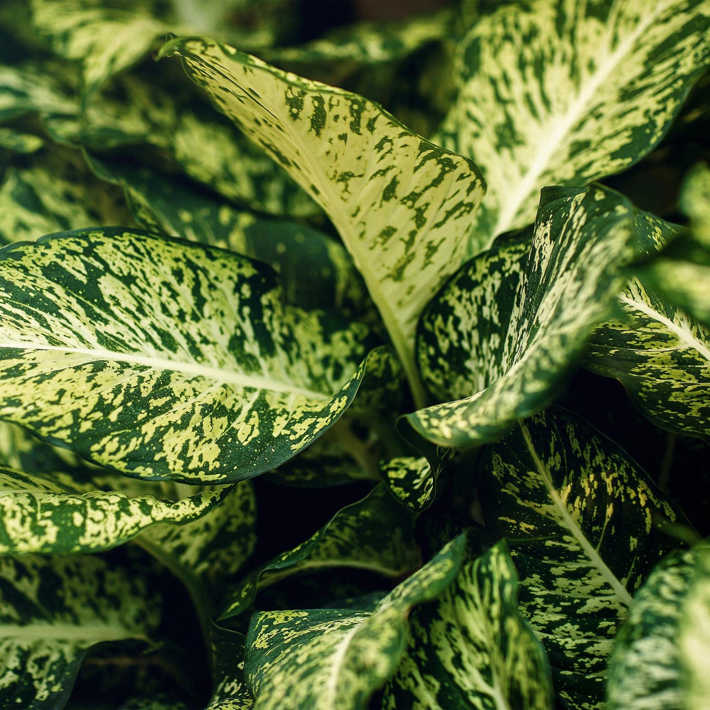 Green BoutiQ - Green is... Kamerplanten - Diefenbachia Compacta - Dieffenbachia - Weinig onderhoud - met mand - Groen - 1 Plant - Pot 17cm - Hoogte 45-50cm