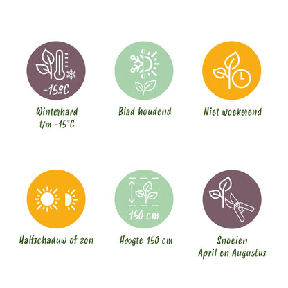 Green boutiQ - Haagplanten - Photinia Little Red Robin - Blad Rood - 8 Planten - 1 Strekkende Meter - Groenblijvend - Pot 9cm Hoogte 30-35cm