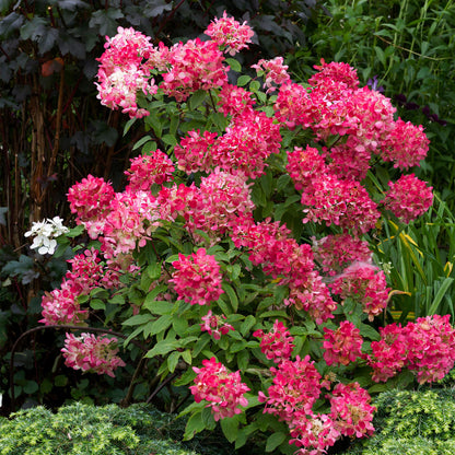 Green boutiQ - Pluim Hortensia - Hydrangea panniculata Pink Diamond - Bloem Wit Roze  - 1 Plant - Bladverliezend - Grote Bloemen - Pot 17cm Hoogte 50cm