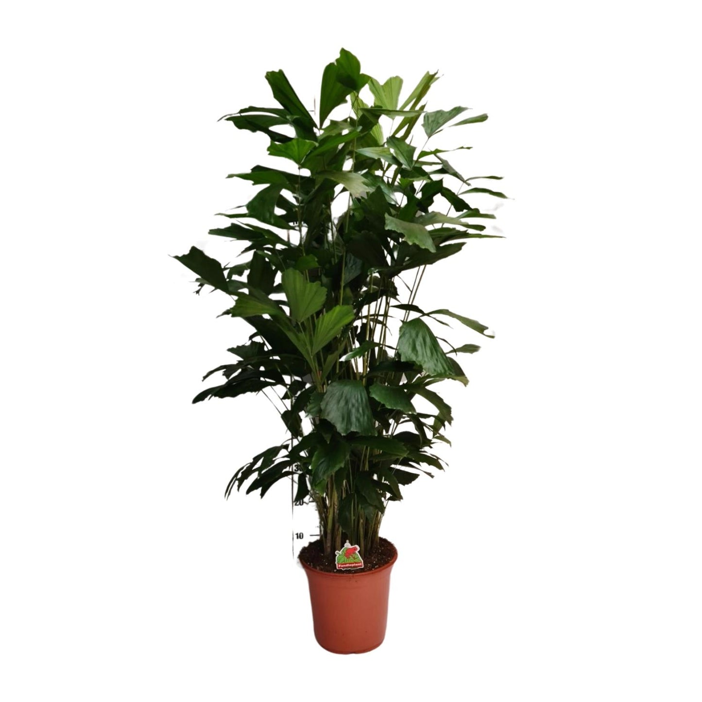 Caryota Mitis - Ø24cm - ↕120cm