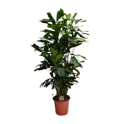 Caryota Mitis - Ø24cm - ↕120cm