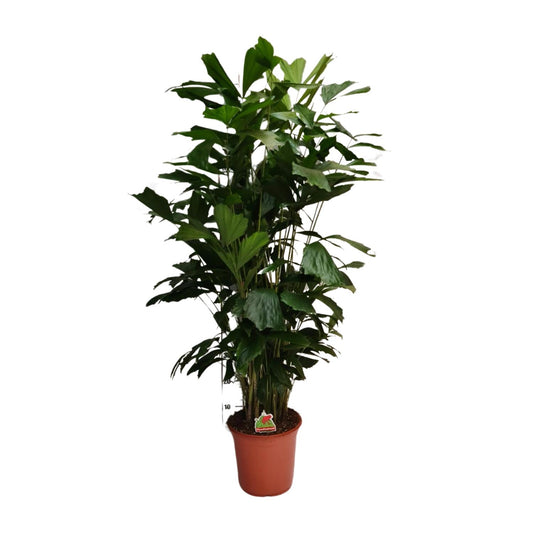Caryota Mitis - Ø24cm - ↕120cm