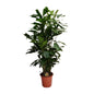 Caryota Mitis - Ø24cm - ↕120cm