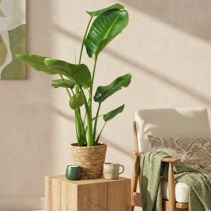 Green BoutiQ - Green is... Kamerplanten - Stelitzia Nicolai - Paradijsvogelbloem - Weinig onderhoud - met mand - Groen - 2 Planten - Pot 17cm - Hoogte 70-90cm