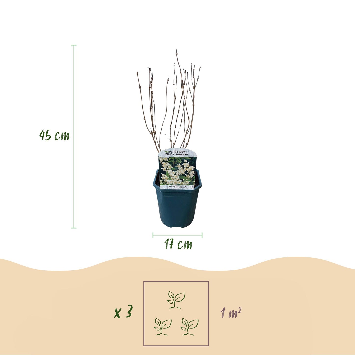 Green boutiQ - Heesters -  Deutzia Gracilis - Bloem Wit - 1 Plant - Bladverliezend - Weinig Onderhoud - Pot 17cm Hoogte 45cm