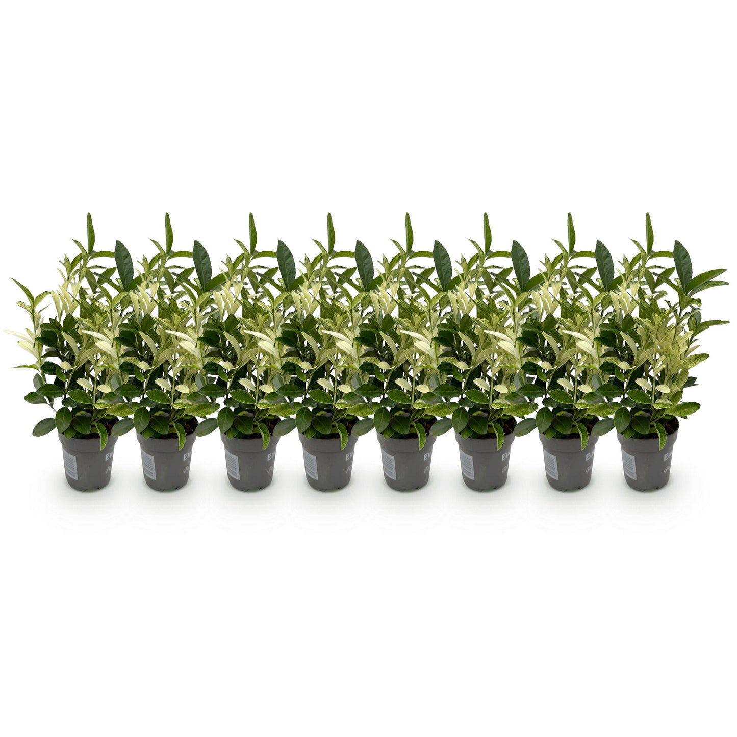 Green boutiQ - Haagplanten - Euonymus japonica Paloma Blanca - Blad Groen en Wit - 8 Planten - 1 Strekkende Meter - Groenblijvend - Pot 9cm Hoogte 30-35cm