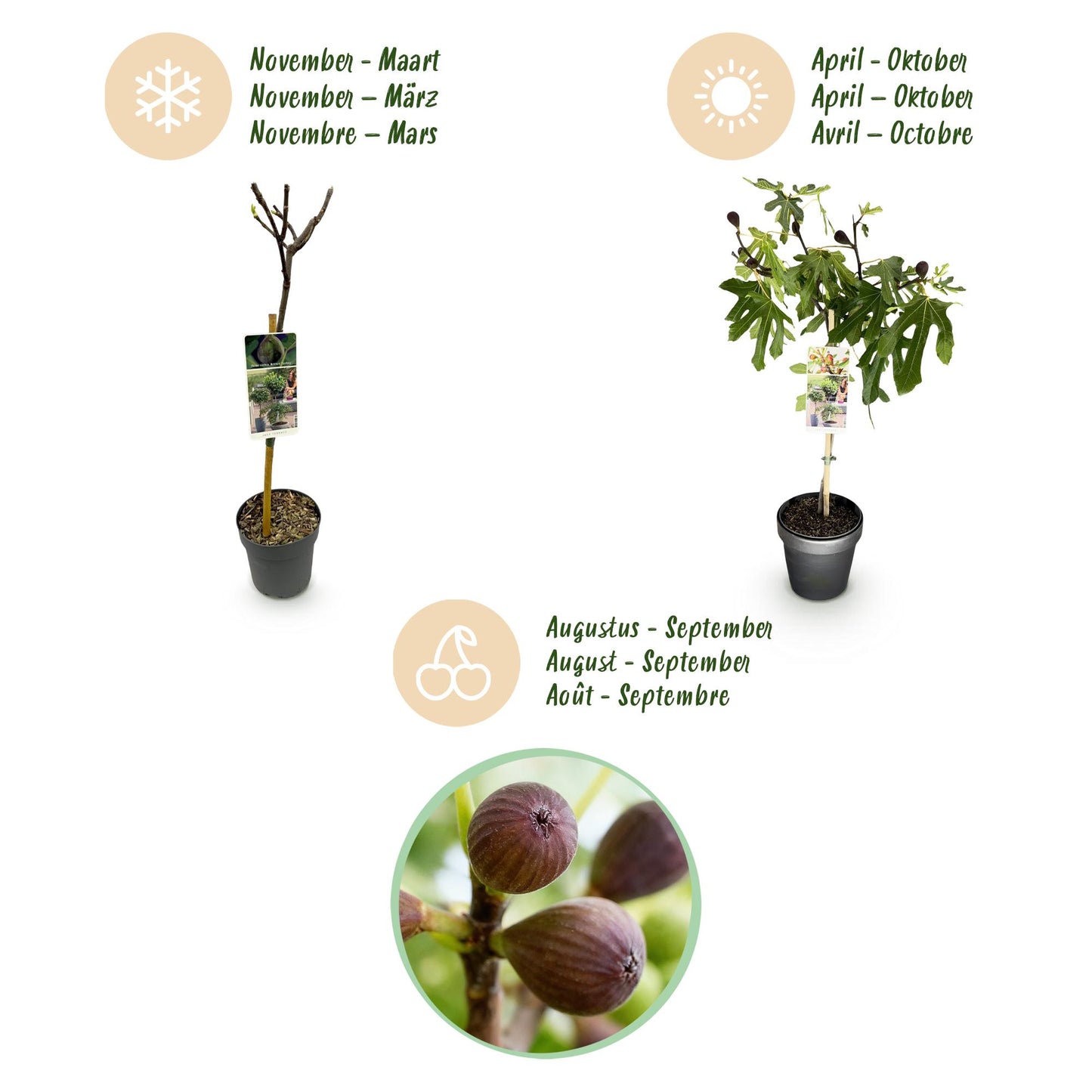 Green boutiQ - Plant op Stam - Ficus carica Little Miss Figgy - Terras Plant - Bladverliezend - Winterhard - Groene Vrucht - Pot 19cm Hoogte 90cm