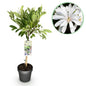 Green boutiQ - Plant op Stam - Magnolia stellata -Terras Plant - Bladverliezend - Winterhard - Witte Bloem - Pot 19cm Hoogte 90cm