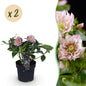 Green boutiQ - Tuinplant - Lenten Rose - Helleborus orientalis Double Ellen Pink - Roze Bloem -2 Planten - Groenblijvend - Pot 14cm Hoogte 35cm