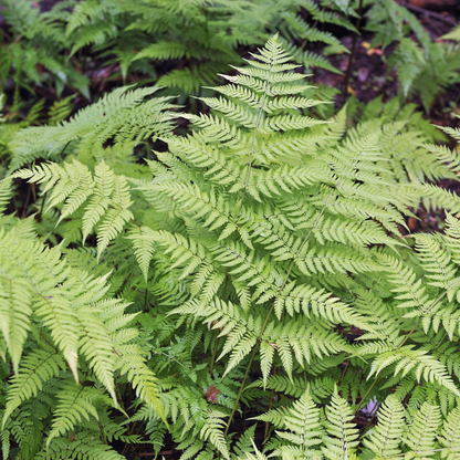 6x Dryopteris filix-mas - ↕10-25cm - Ø9cm