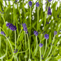 2x Lavandula Angustifolia Ø19cm - ↕40 - 50cm