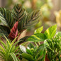 Groene Tweede Kans Box (6 stuks) - incl. 6 x pot Potter zwart