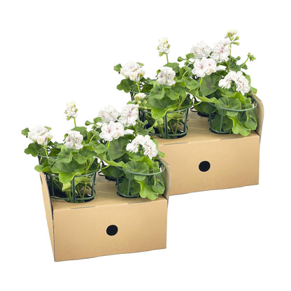 8x Pelargonium Peltatum Weiß Ø12 cm - ↕20 cm
