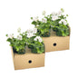 8x Pelargonium Peltatum Weiß Ø12 cm - ↕20 cm