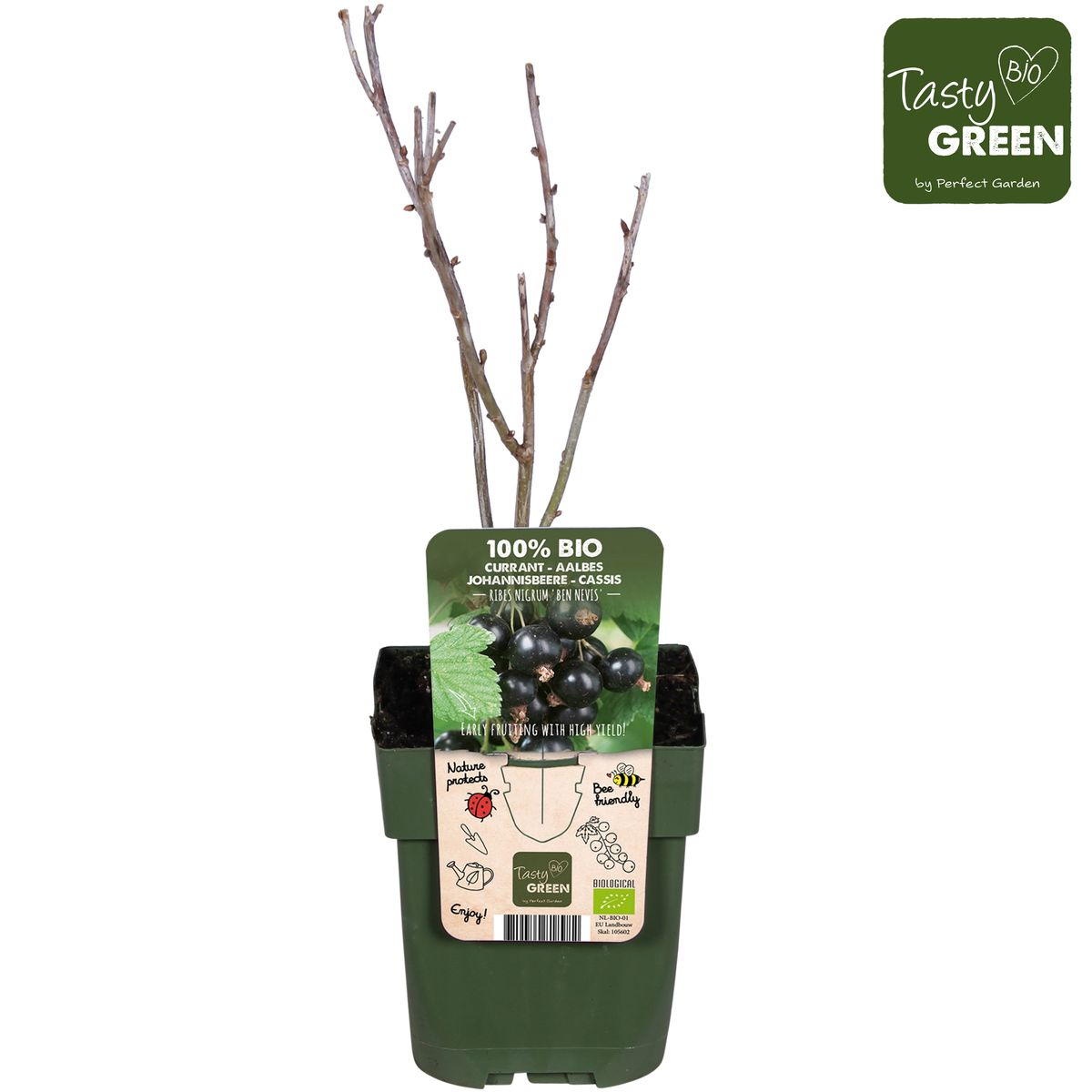 Ribes nigrum 'Ben Nevis' - Zwarte bes - Ø13cm - ↕45cm
