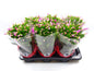 Schlumbergera 17 Cm Rose - Ø17cm - ↕35cm