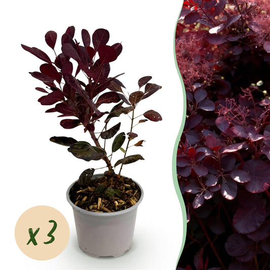 Green boutiQ - Tuinplant - Cotinus coggyria Lilla - Paars 3 Planten - Bladverliezend - Weinig Onderhoud - Pot 12cm Hoogte 35cm