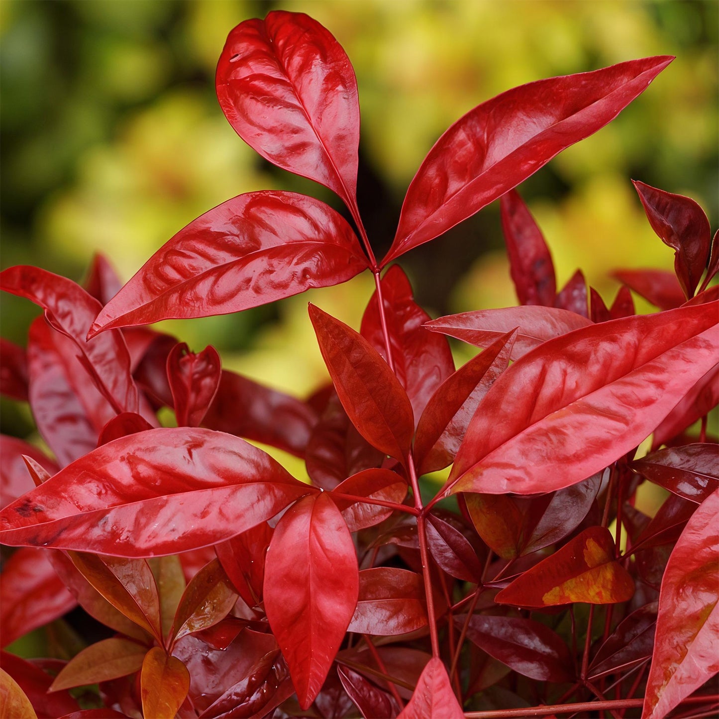Green boutiQ - Tuinplant - Nandina Blush Pink - Donker Roze - 2 Planten - Groenblijvend - Weinig Onderhoud - Pot 17cm Hoogte 40cm