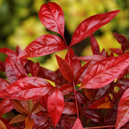 Green boutiQ - Tuinplant - Nandina Blush Pink - Donker Roze - 2 Planten - Groenblijvend - Weinig Onderhoud - Pot 17cm Hoogte 40cm