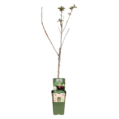 Prunus Avium Regina - Kers - Ø19cm - ↕60cm