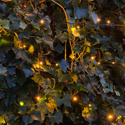 Hedera Hibernica - Klimop - Kant-en-Klaar Haag |  ↔120cm - ↨120 cm