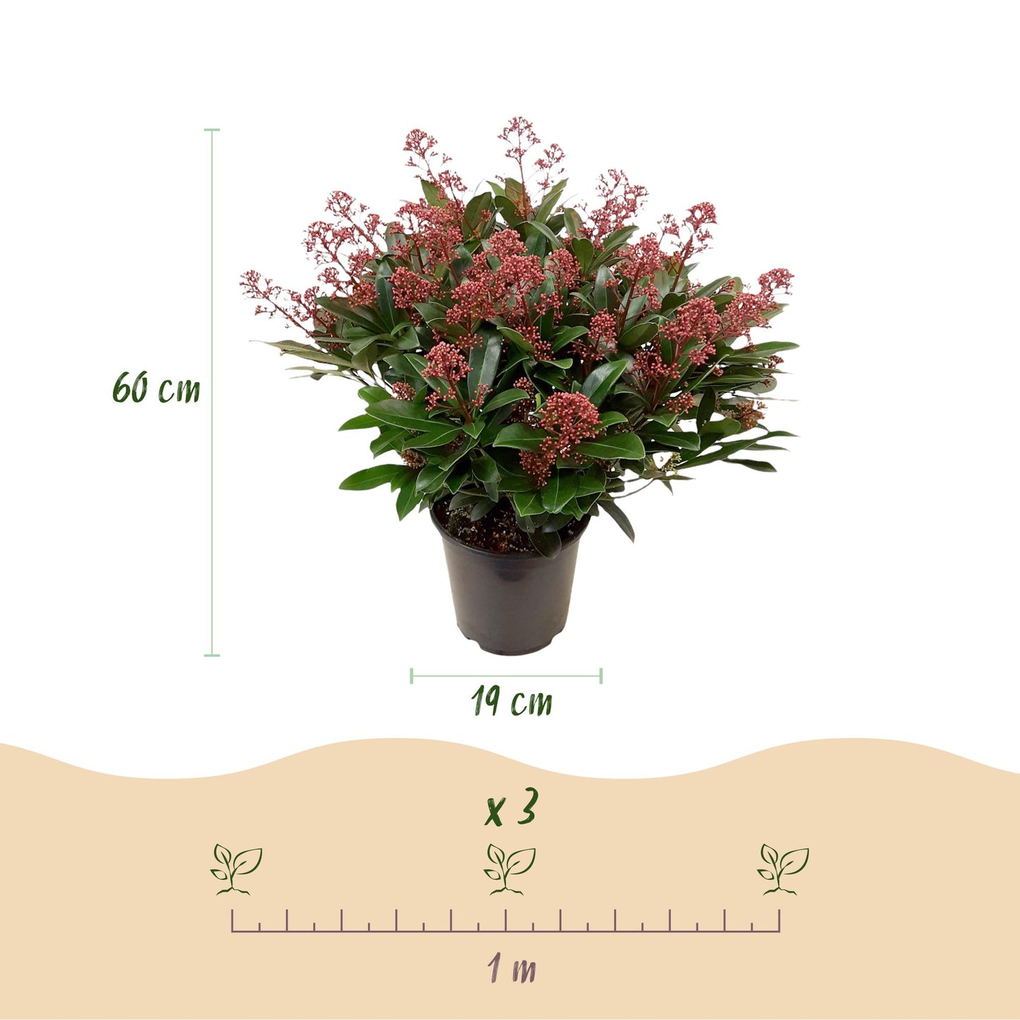 Green boutiQ - Terrasplant - Skimmia japonica Duo - Bloem Wit & Rood - 40+ Bloemen - 2 Planten - Winterhard - Pot 19cm Hoogte 60cm