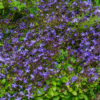 12x Campanula poscharskyana - ↕10-25cm - Ø9cm