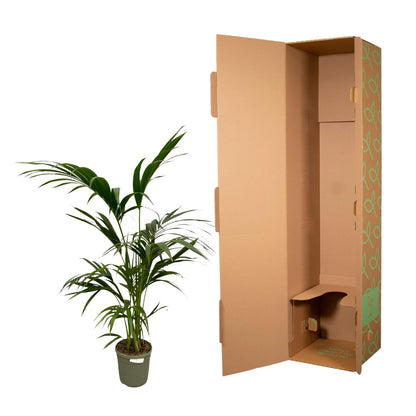 Kentia Palm - 130 cm - Ø24cm