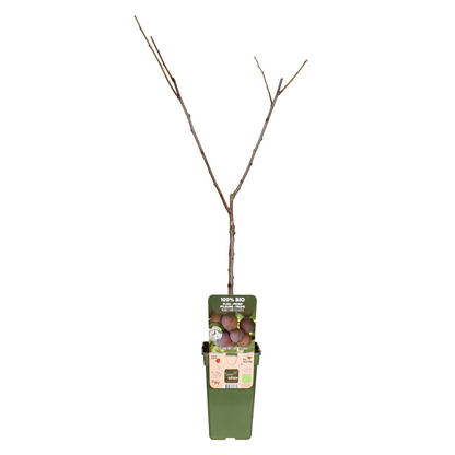 Prunus Domestica Opal - Pruim - Ø19cm - ↕60cm