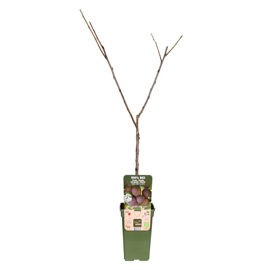 Prunus Domestica Opal - Pruim - Ø19cm - ↕60cm