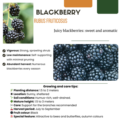 6 x Biologische bramenplanten - Ø 13 cm - ↨ 20 cm