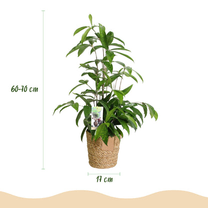 Green BoutiQ - Green is... Kamerplanten - Dracaena surculosa - Drakenbloedboom - Weinig onderhoud - met mand - Groen - 1 Plant - Pot 17cm - Hoogte 60-70cm