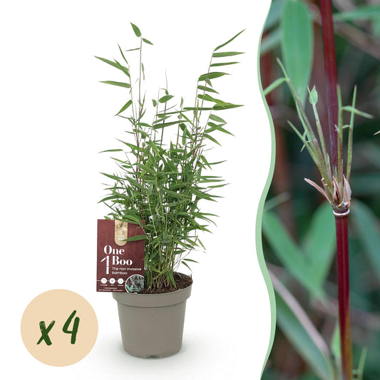 Green boutiQ - Bamboe - Fargesia Red Dragon - Groen - 4 Planten - Bladhoudend - Niet Woekerend- Pot 14cm Hoogte 35cm