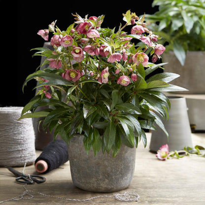 Green boutiQ - Tuinplant - Lenten Rose - Helleborus Dacaya - Roze Bloem - Groenblijvend - Pot 19cm Hoogte 50cm