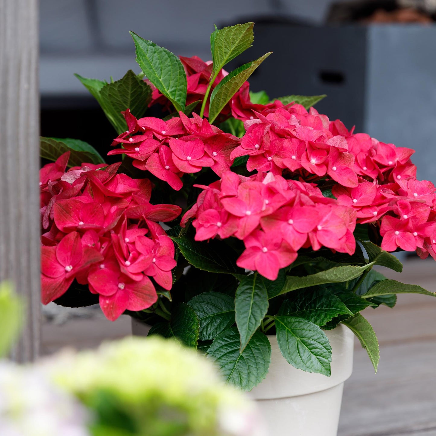 Green boutiQ - Terrasplant - Hortensia - Hydrangea Magical Teusday & Saphire - Rood - 6-10 Bloemen - Pot 23cm Hoogte 55cm