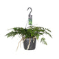 Davallia Bullata - Ø17cm - ↕30cm